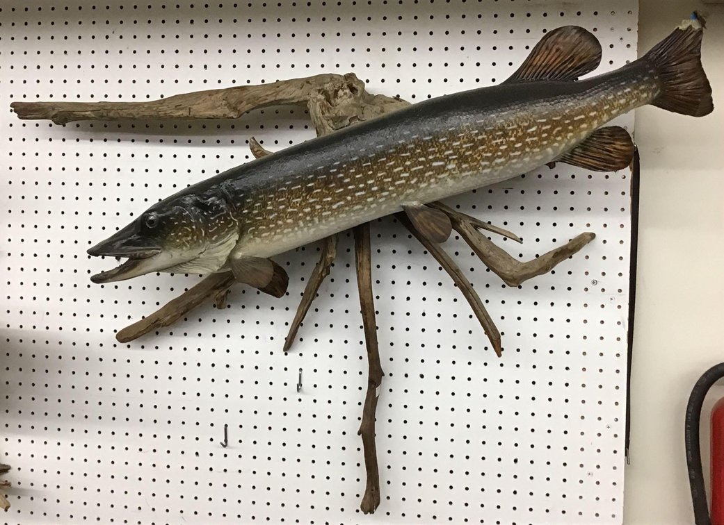 Northern Pike Mount
