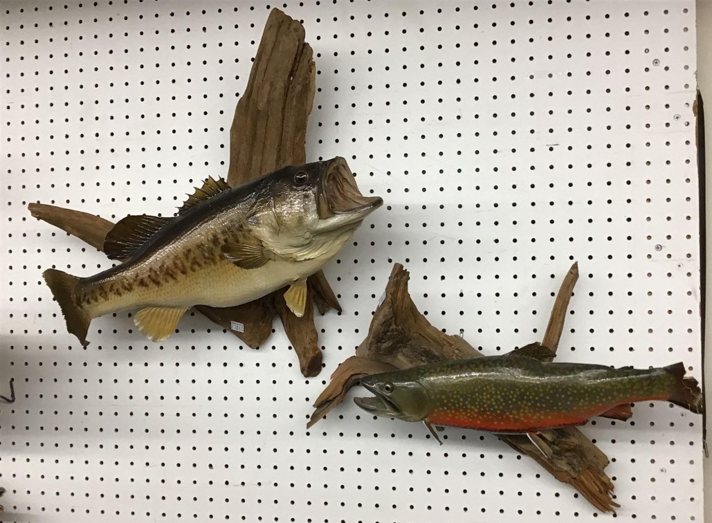 Fish Mounts