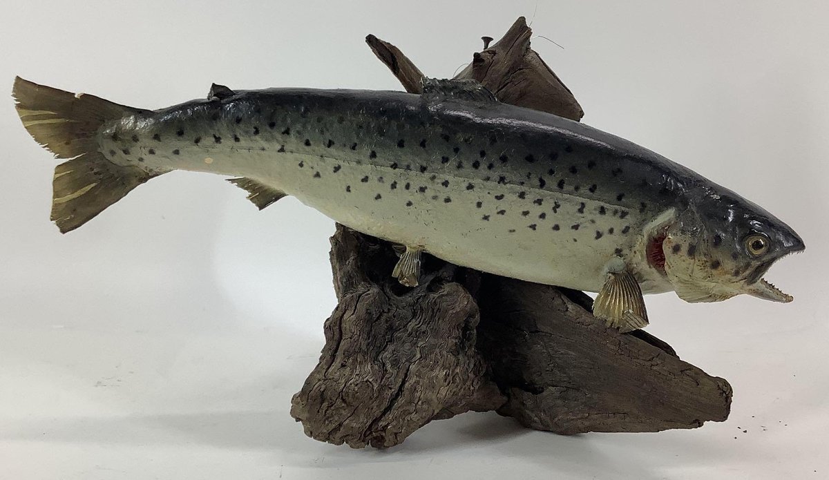 Trout Mount