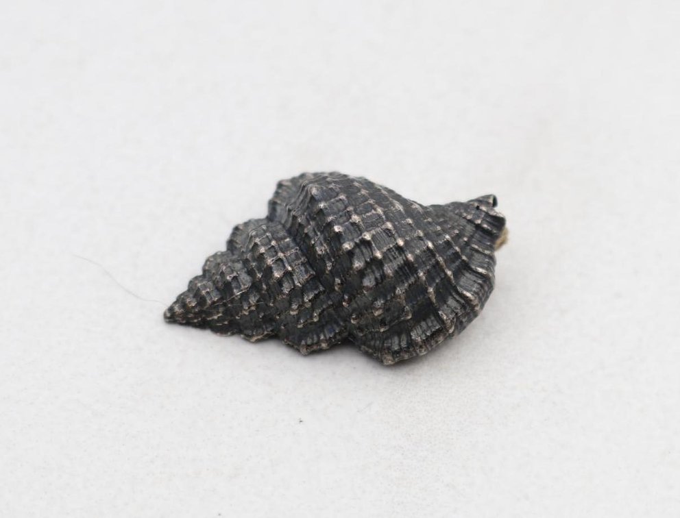 Sterling Silver Sea Shell Pendant