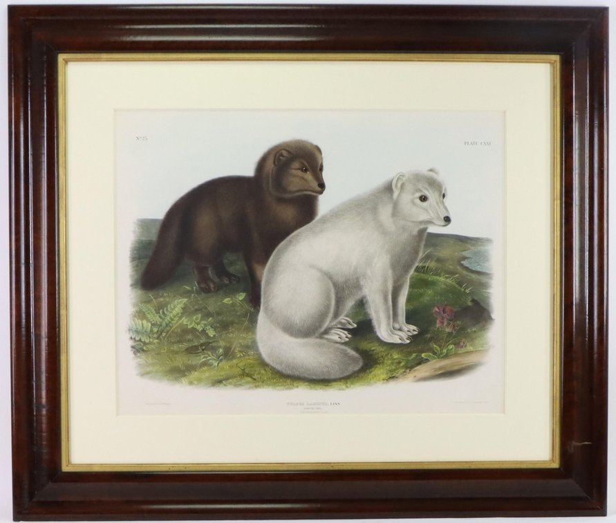 John James Audubon-Arctic Fox-Imperial Folio Lithograph-Quadrupeds