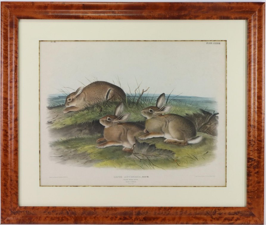 John James Audubon-Worm Wood Hare-Imperial Folio Lithograph-Quadrupeds