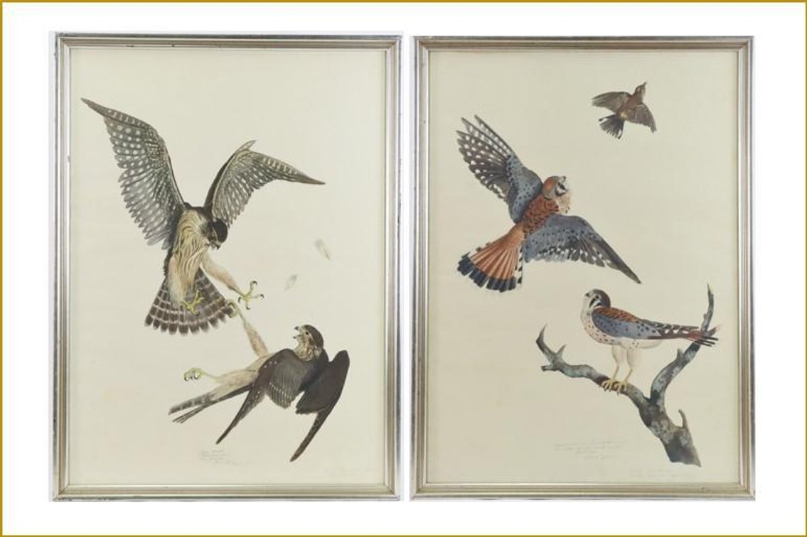 Pair of Carroll Tyson Prints (Sparrow Hawks & Pigeon Hawks) 