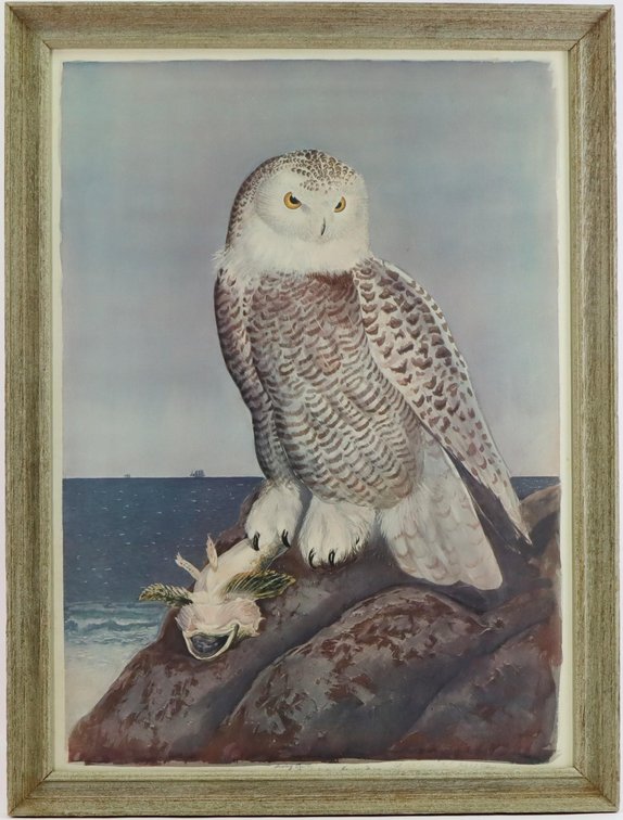Carroll Tyson Print of Snowy Owl
