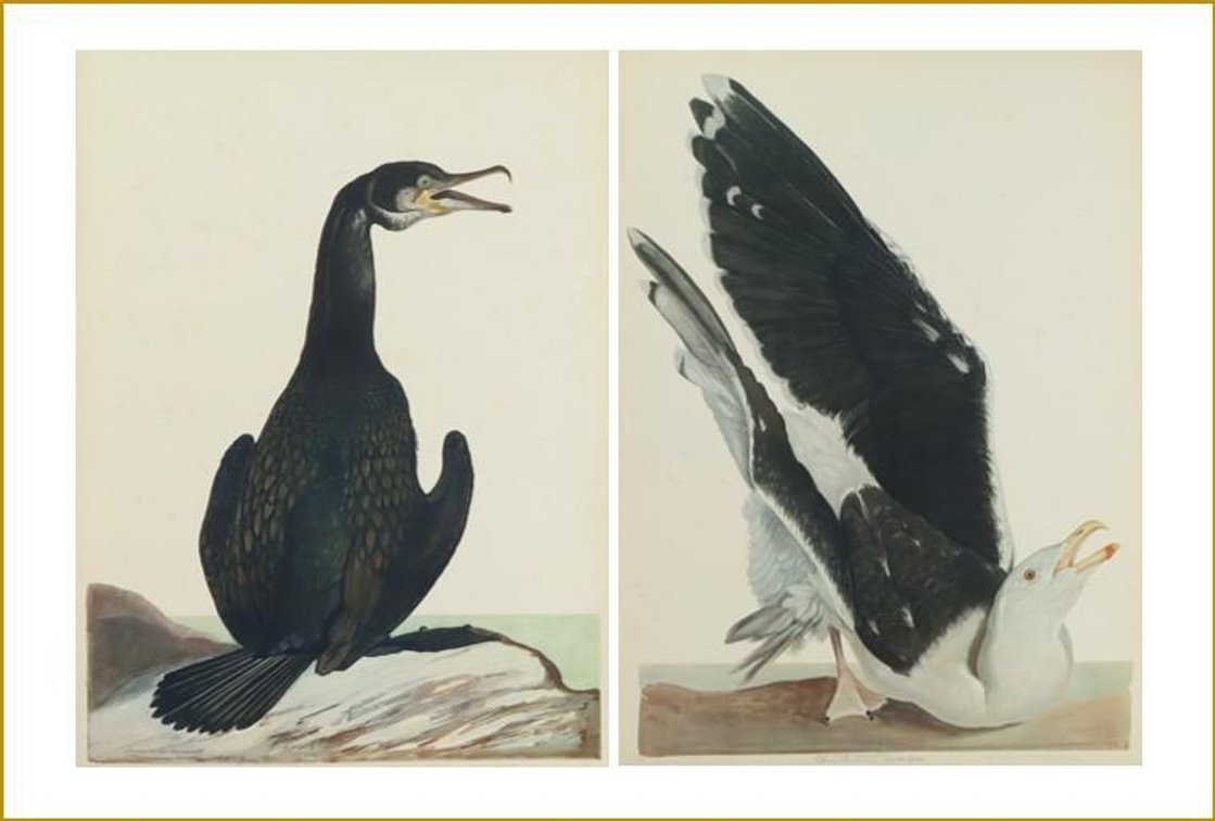 Pair of Carroll Tyson Prints (Double-crested Cormorant & Great Black Backed Gull) 