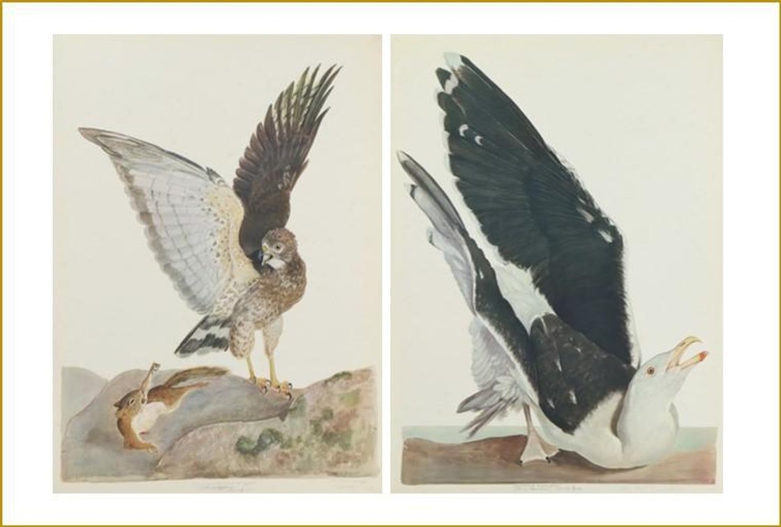 Pair of Carroll Tyson Prints (Great Black Backed Gull & Broad-winged Hawk with Red Squirrel) 