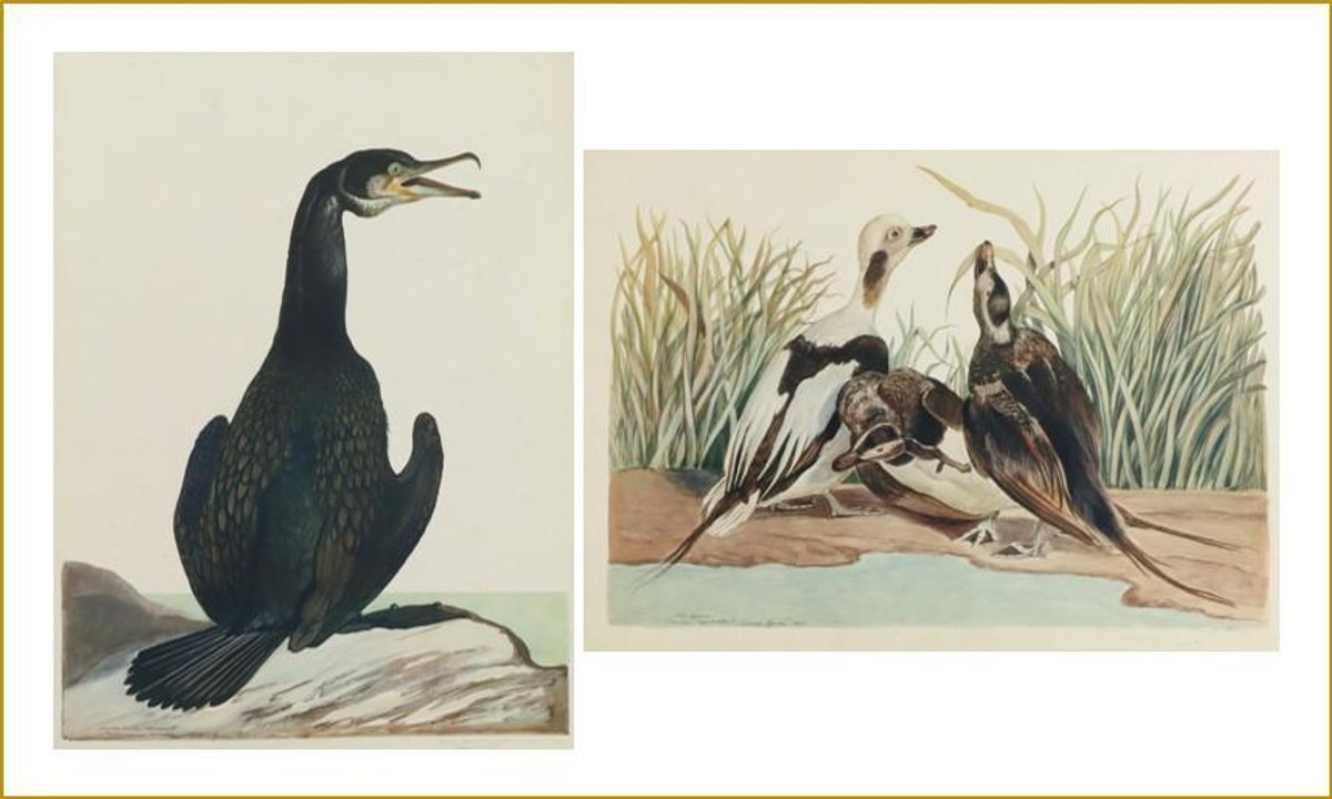 Pair of Carroll Tyson Prints (Old Squaw & Double-crested Cormorant) 