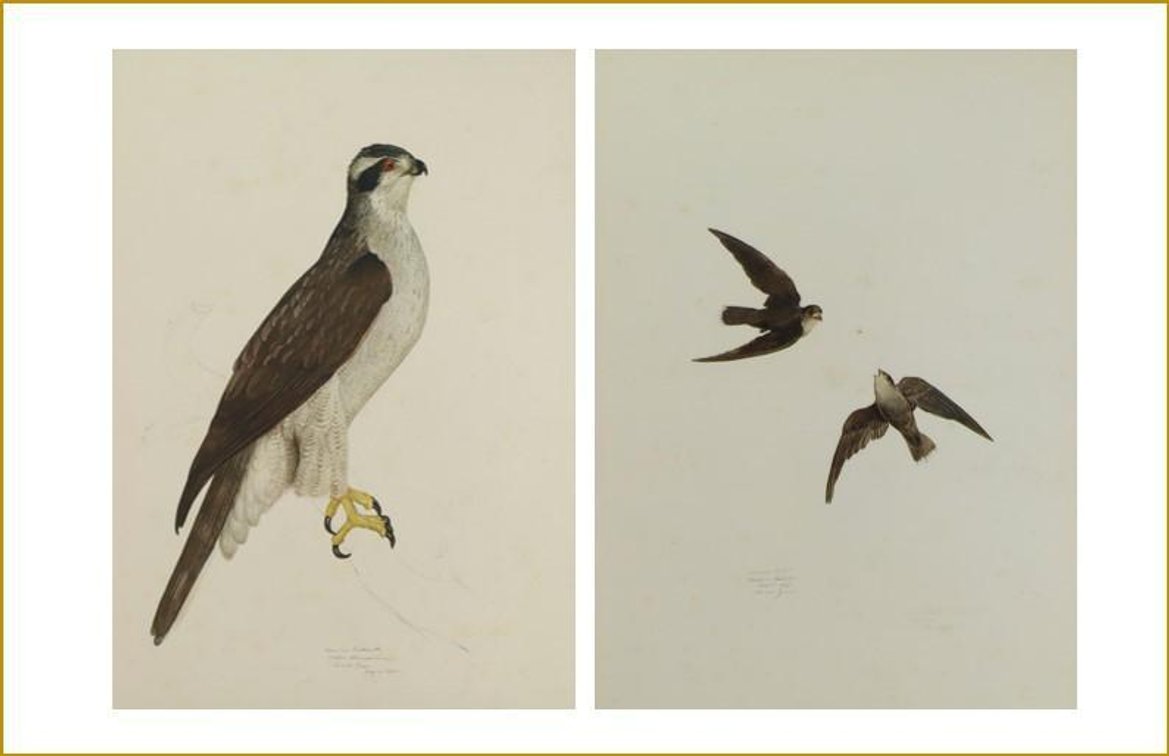 Pair of Carroll Tyson Prints (American Swift & American Goshawk) 