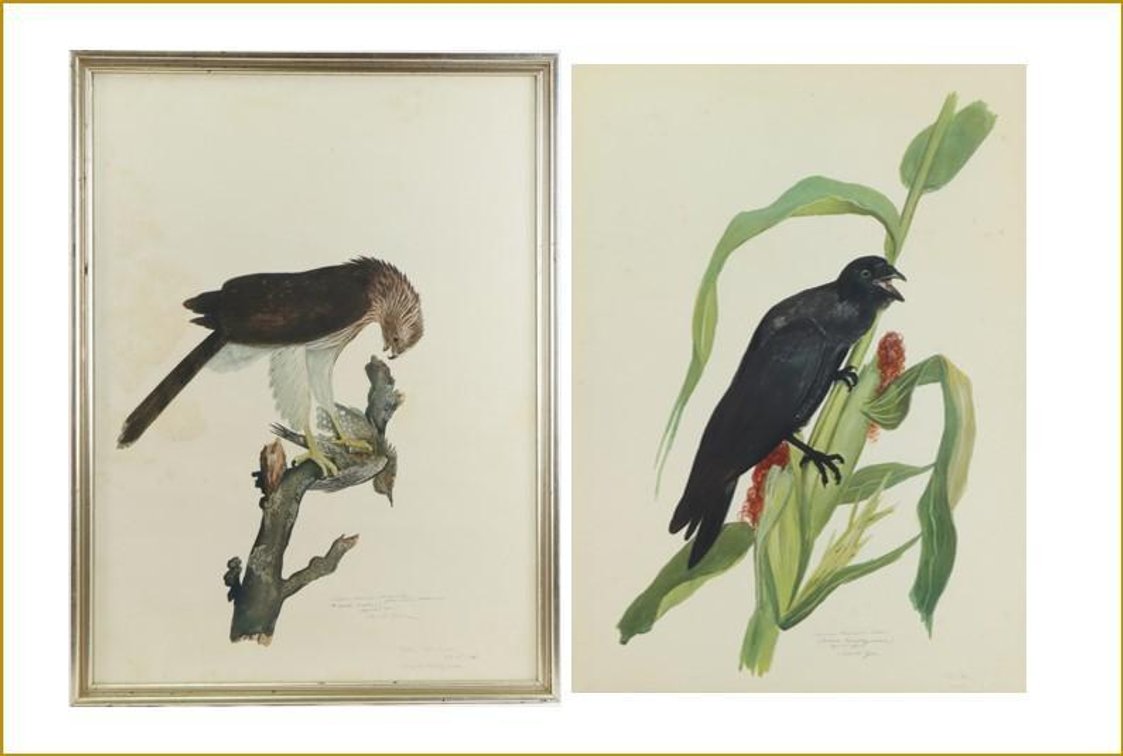 Pair of Carroll Tyson Prints (Common American Crow & Coopers Hawk) 