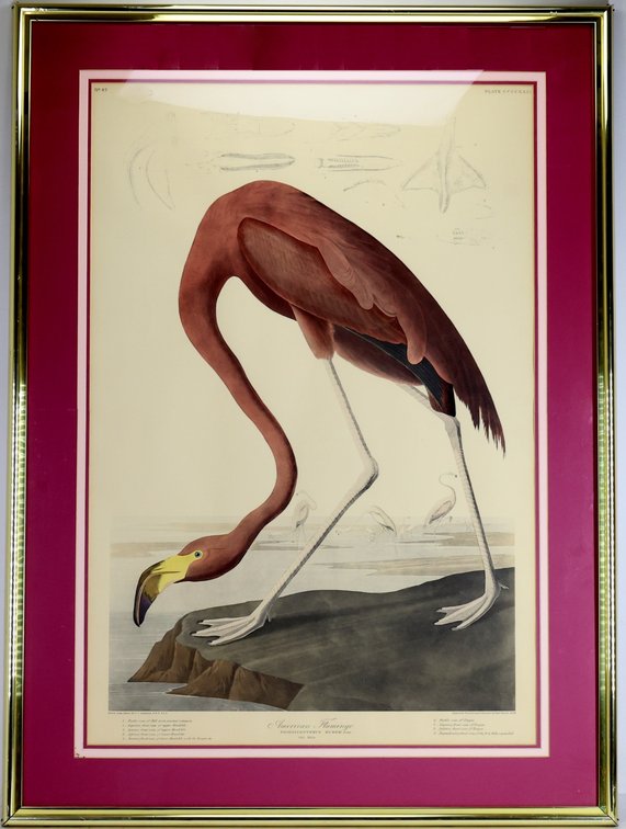 John James Audubon Print