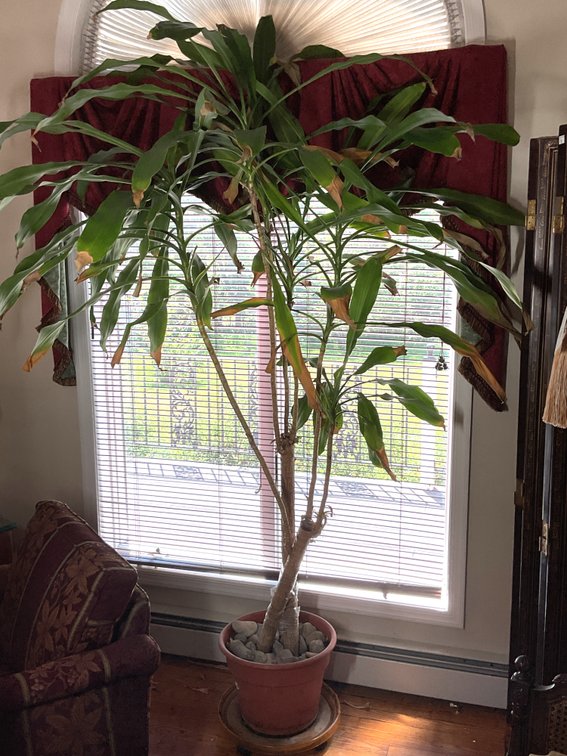 Potted Dracaena Fragrans Plant