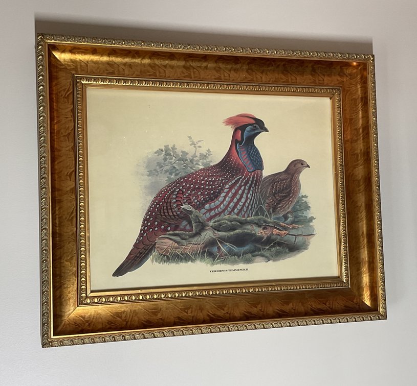 Pair of Framed Ornithological Prints
