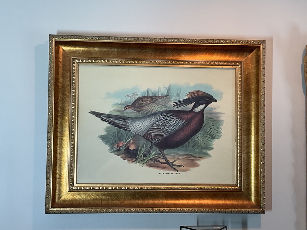 Pair of Framed Ornithological Prints