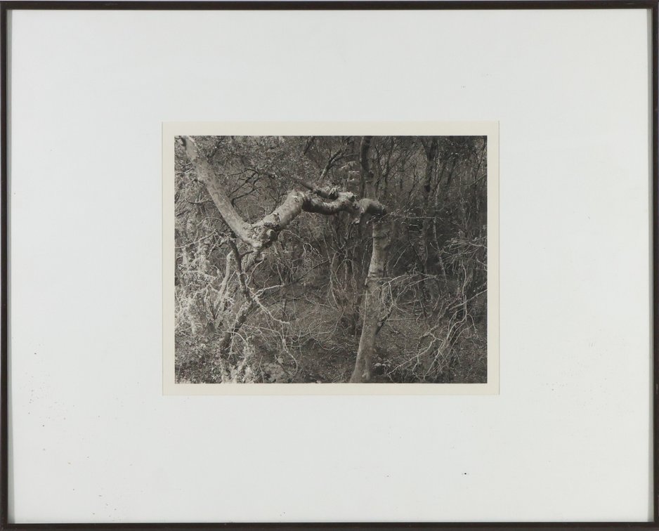 Image for Black & White Photograph