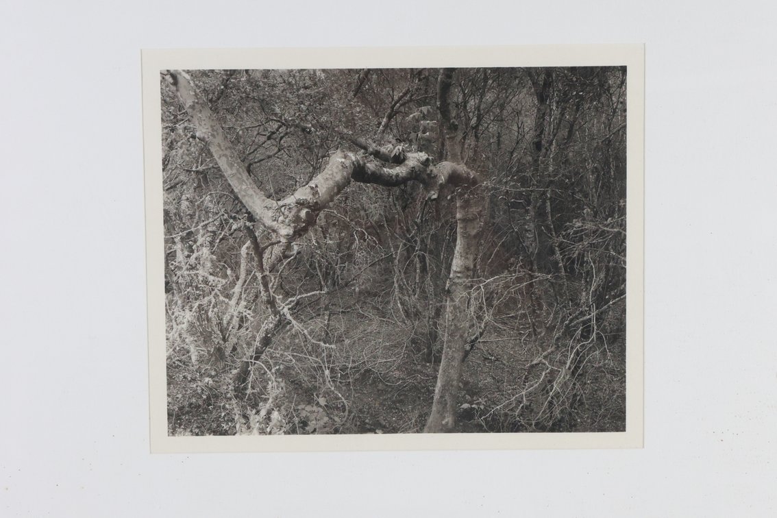 Image for Black & White Photograph