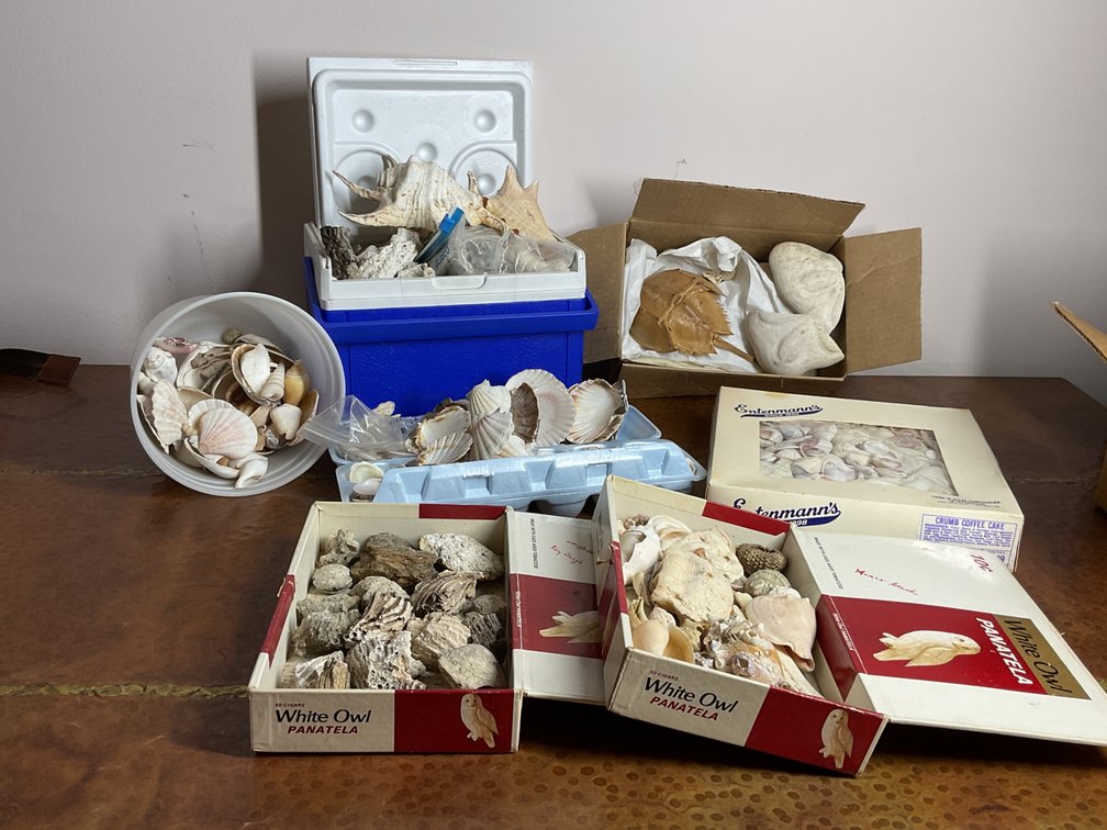 Assorted Shells, Coral, and Marine Specimens