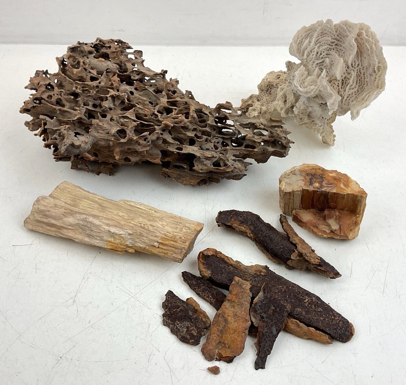 Assorted Natural Specimens