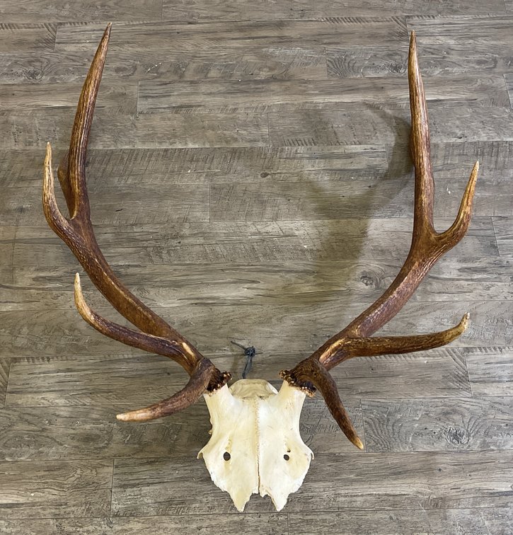 Elk Antlers on Skull Cap