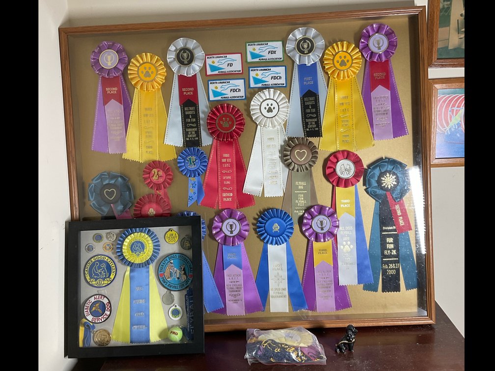 Framed Dog Show Award Ribbon Displays and Memorabilia