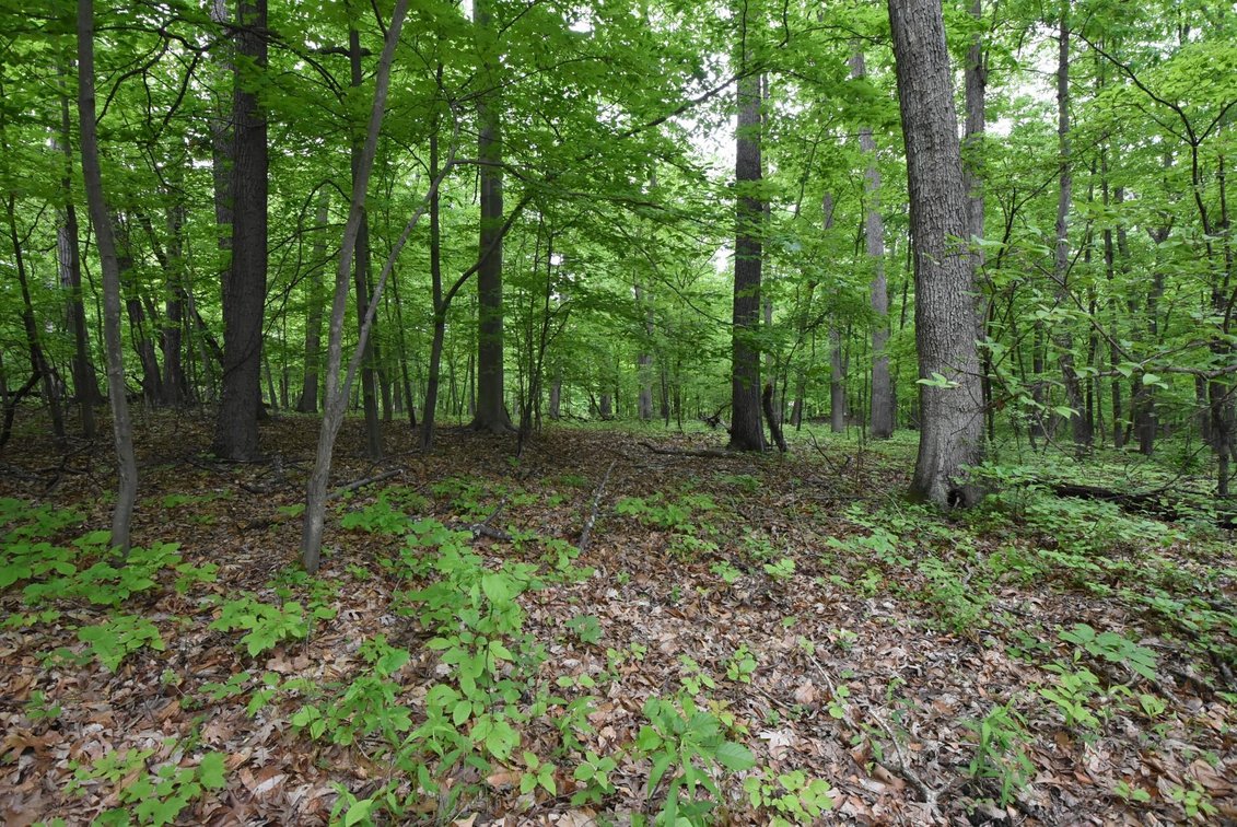 Image for Real Estate for Auction | 15+ Acres in Salford Township | S. Schultz Road in Telford, PA 18969 | July 18, 2024 at 4:30 PM