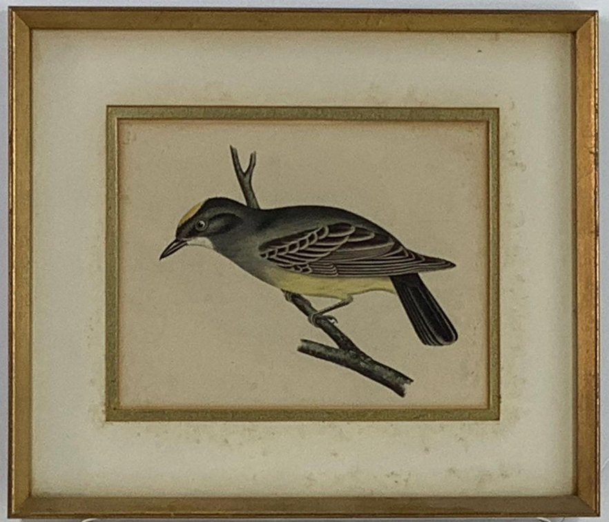 Antique Bird Print