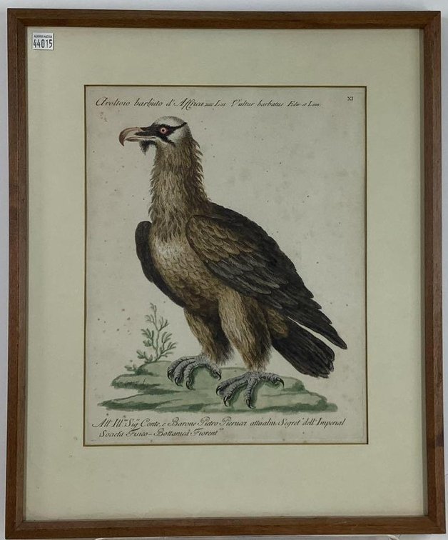 Antique Bird Print