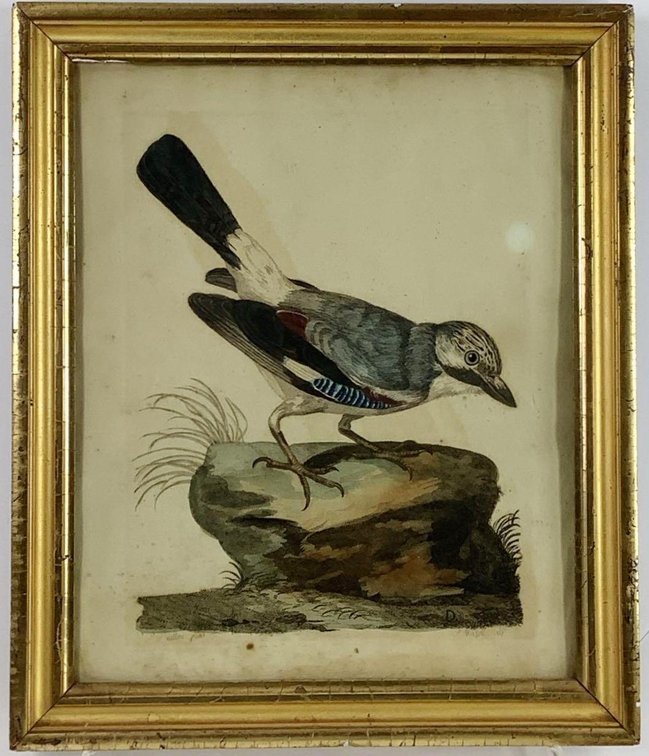 Antique Bird Print