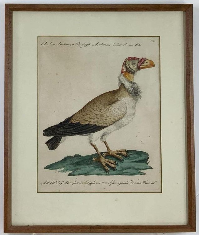 Antique Bird Print