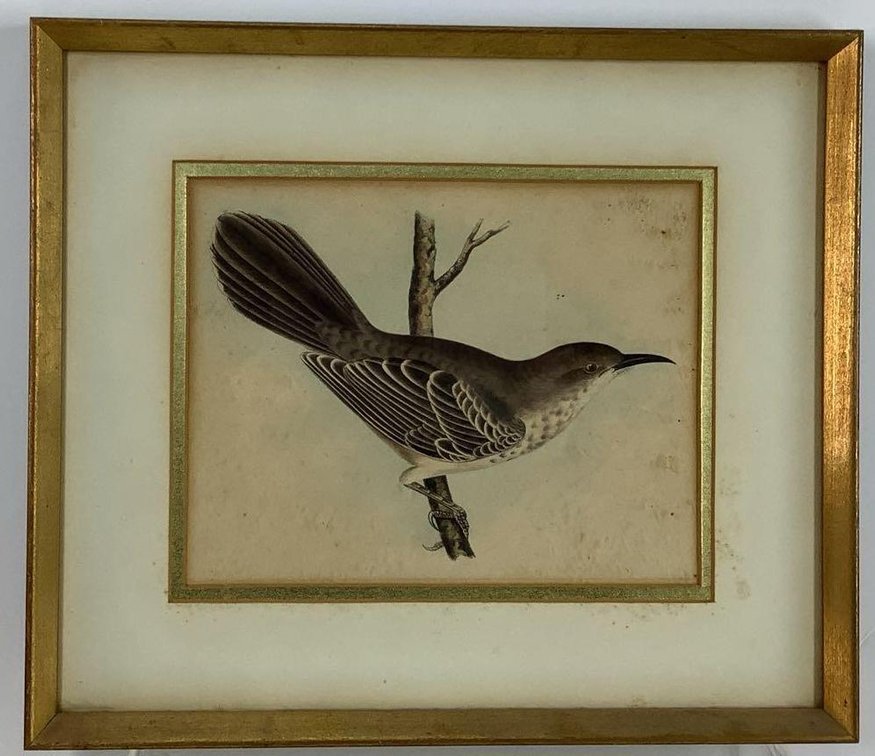 Antique Bird Print