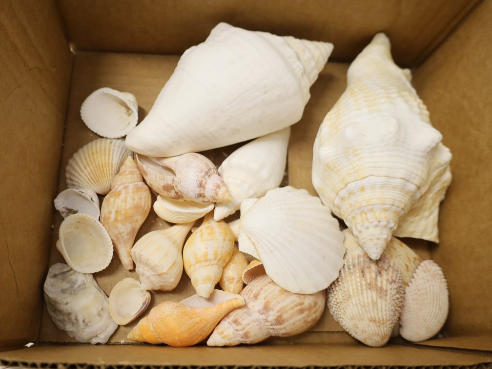 Conch Shells, Whelks, Scallop Shells & More!