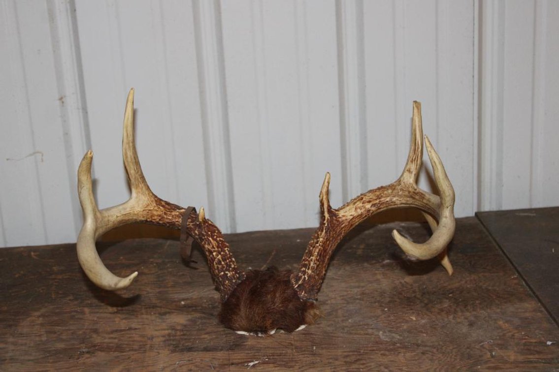 WHITE TAIL ANTLER MOUNT