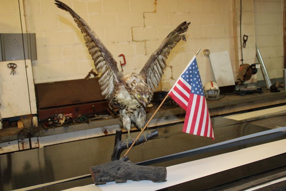 RED TAIL HAWK MOUNT