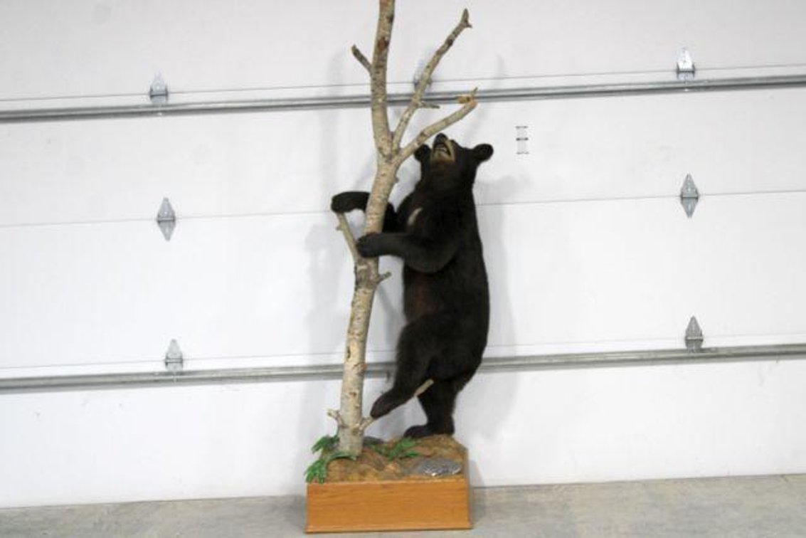 BLACK BEAR MOUNT 