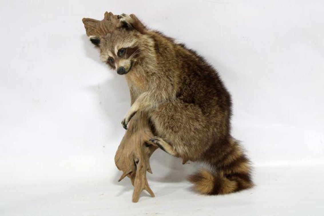 RACCOON MOUNT