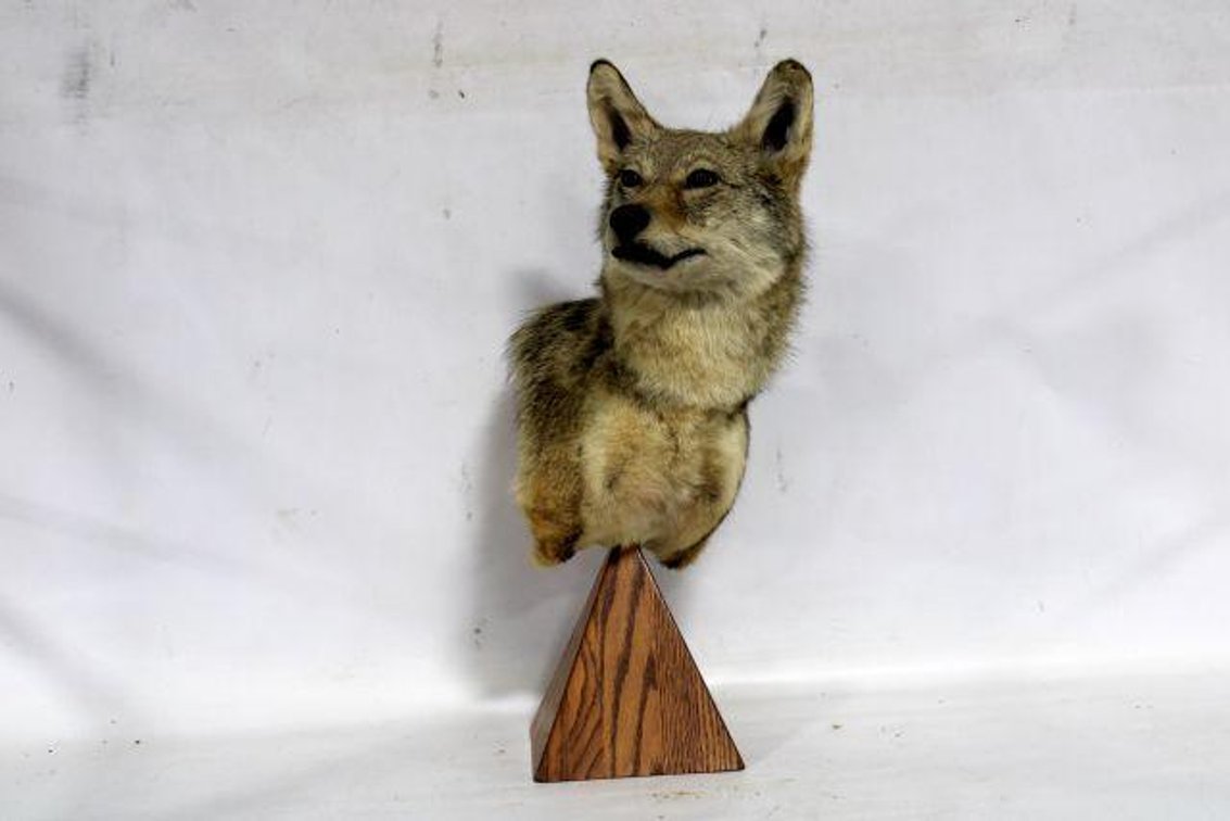 COYOTE MOUNT