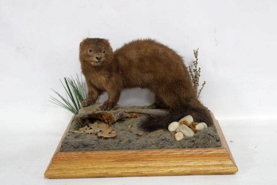 MINK MOUNT