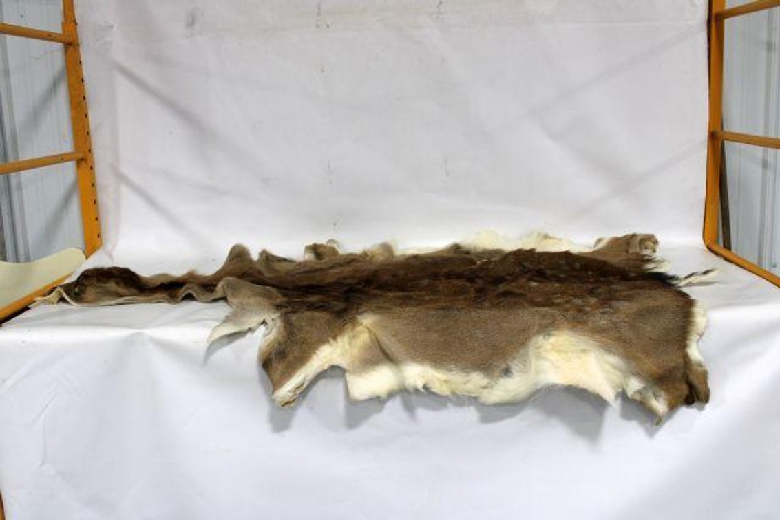 AXIS DEER PELT