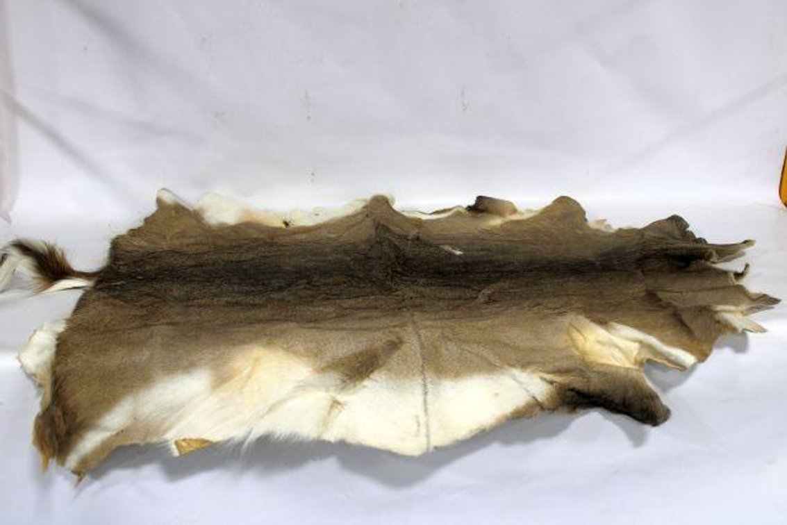 WHITE TAIL DEER PELT