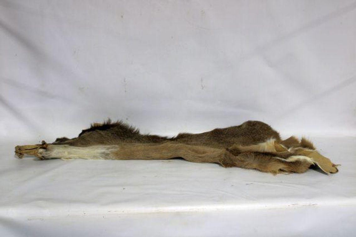 WHITE TAIL DEER PELT
