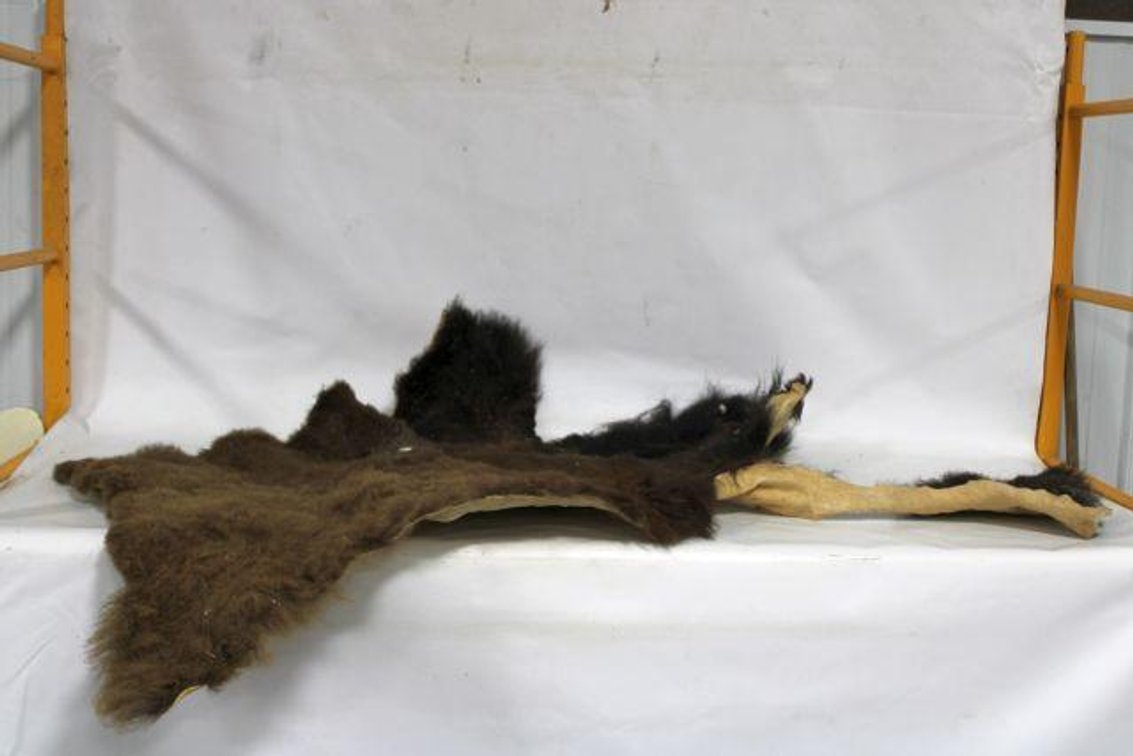 BISON PELT