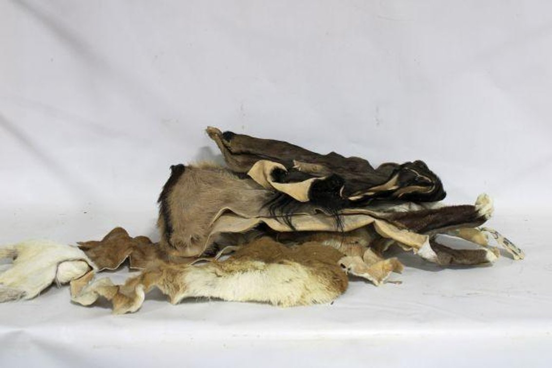 VARIOUS ANIMAL PELTS