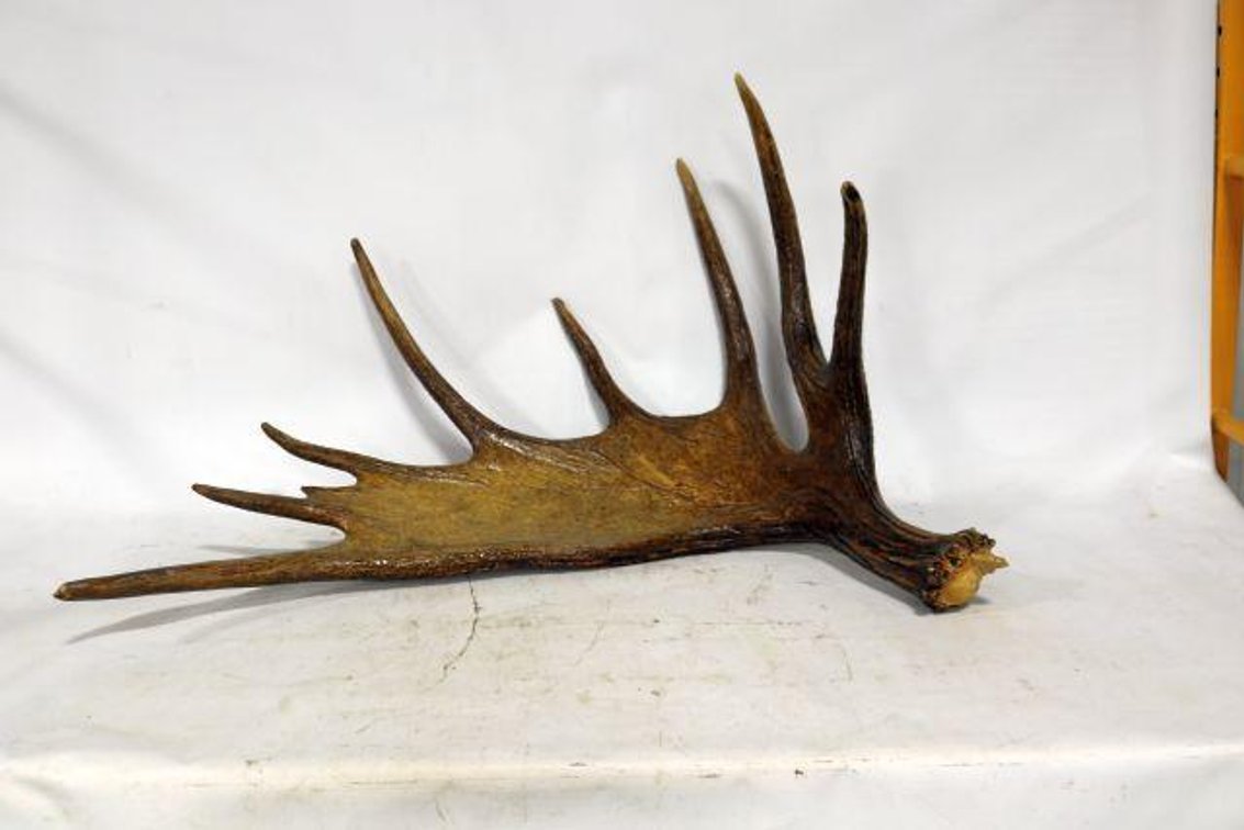 MOOSE ANTLER