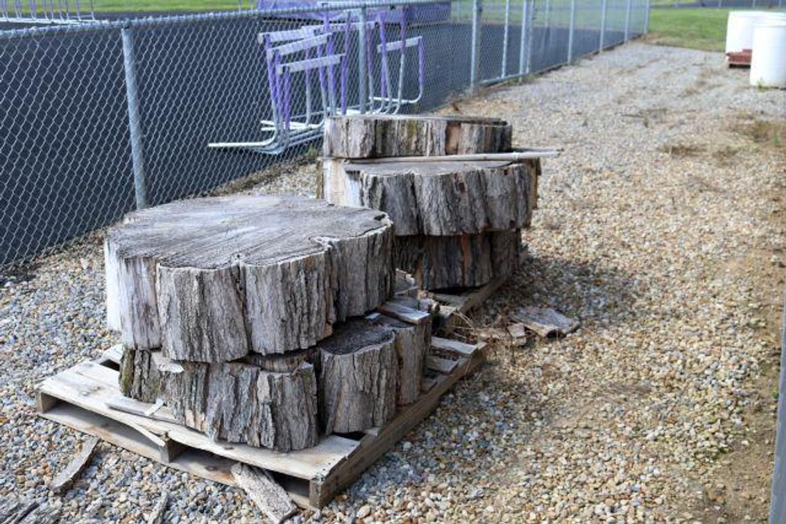 TREE FROM FRONT OF SCHOOL BUILDING