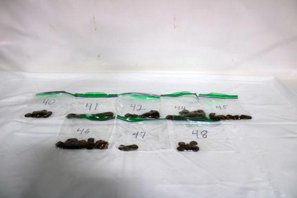 WHEAT PENNIES 