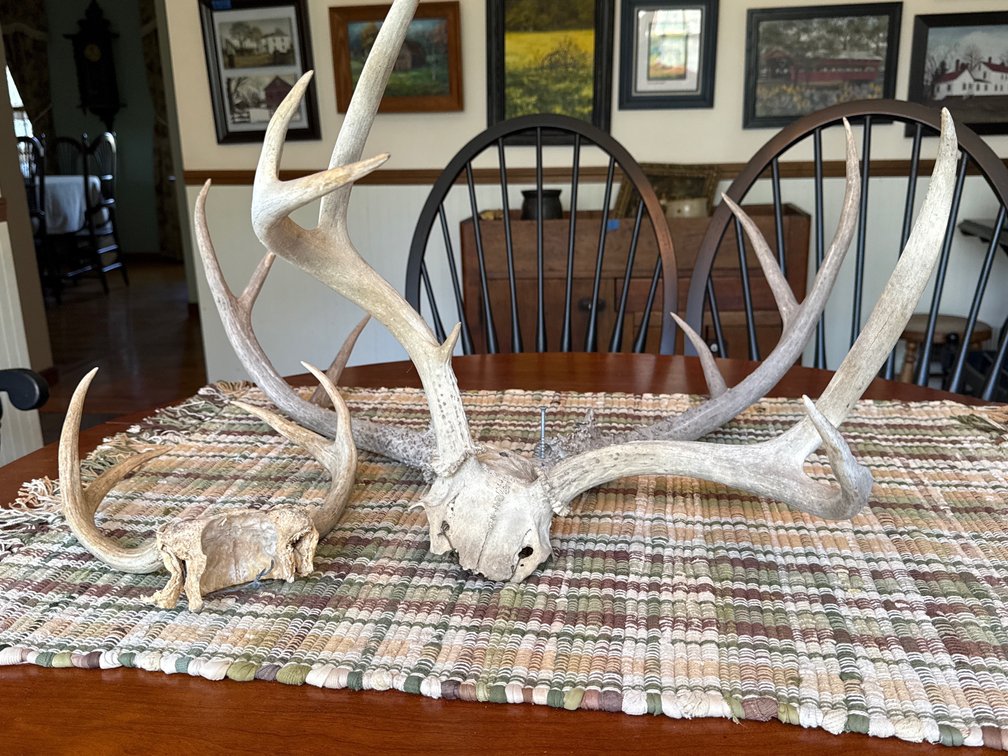 WHITE TAIL MOUNTS