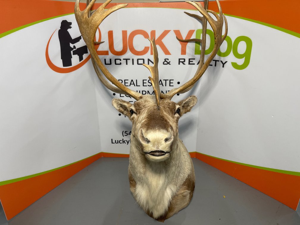 Caribou Wall Mount