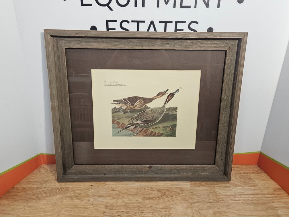 Pin Tailed Duck Framed Print - Measures 19.25"×23.25" By J. J. Audubon