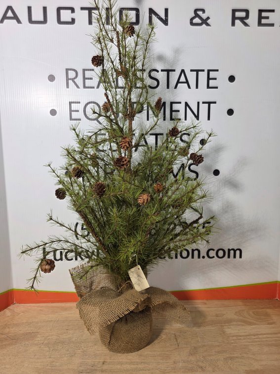 3 Foot Cypress Pine Tree