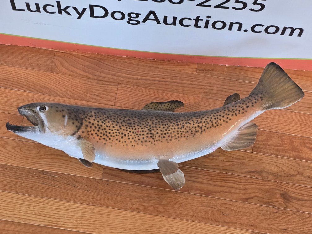 Brown Trout - 23" L