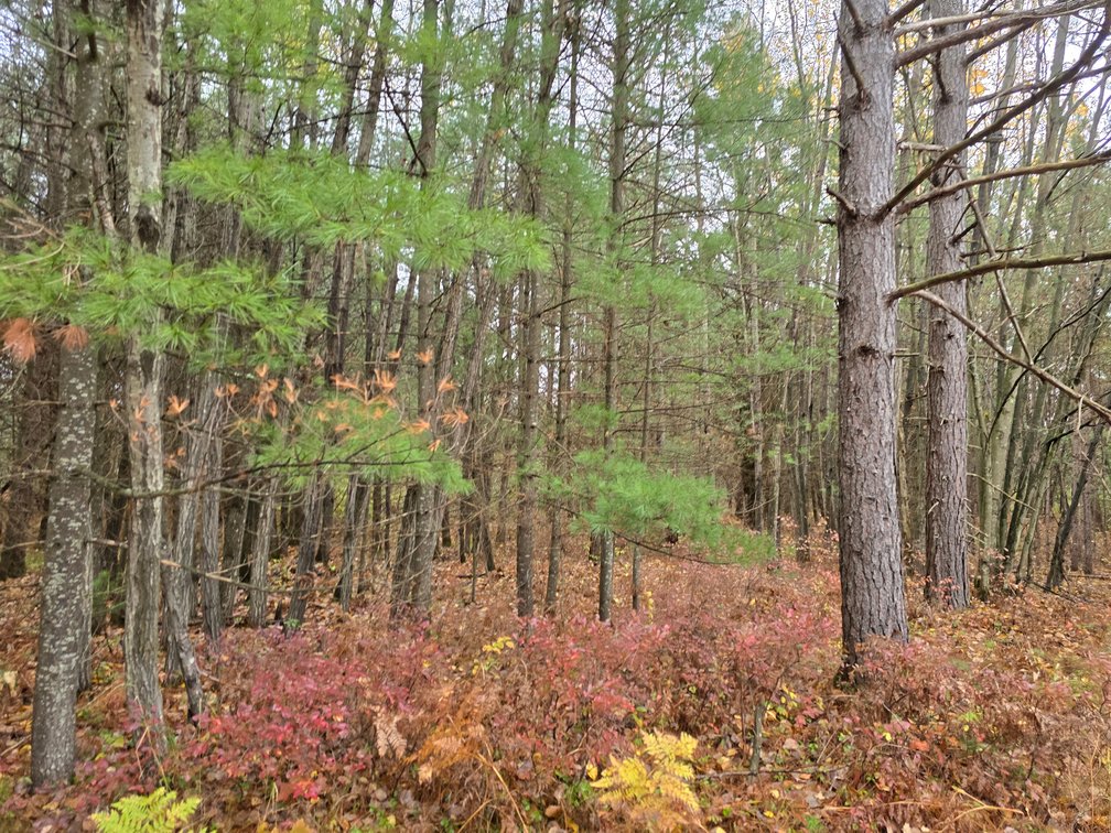 Image for SOLD!!!   MLS# 1940716 - 20 Acres Hunting Land